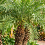 Close-up of the Dwarf Date Palm (Phoenix roebelenii) highlights its feathery green fronds and textured trunk amid lush foliage, capturing this compact palm's tropical charm.