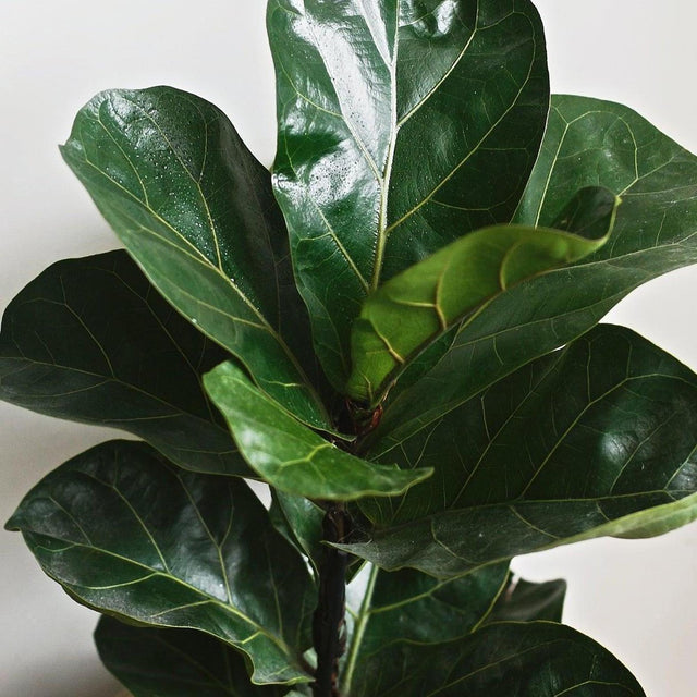 Dwarf Fiddle Leaf Fig - Ficus lyrata Bambino-Evergreen,Indoor,Moderate Water,Ornamental,Partial Shade,Shrub,Slow Growing-Nursery Near Me