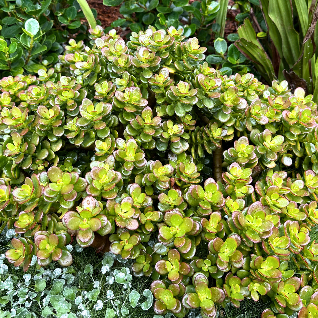 A lush Dwarf Jade Plant (Crassula ovata 'Compacta' / Portulacaria afra) with thick, shiny green leaves thrives among other garden plants, highlighting the natural beauty of this compact succulent.
