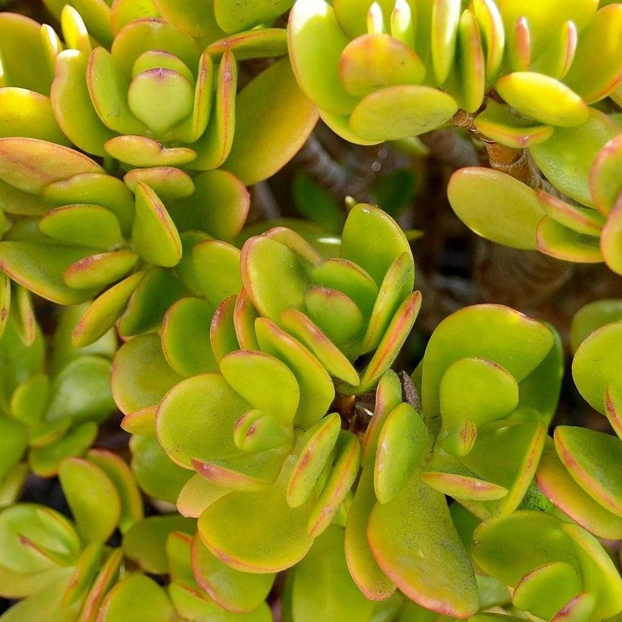 Dwarf Jade Plant - Crassula ovata 'Compacta'-Evergreen,Full Sun,Indoor,Low Water,Ornamental,Screening,Slow Growing,Succulent-Nursery Near Me