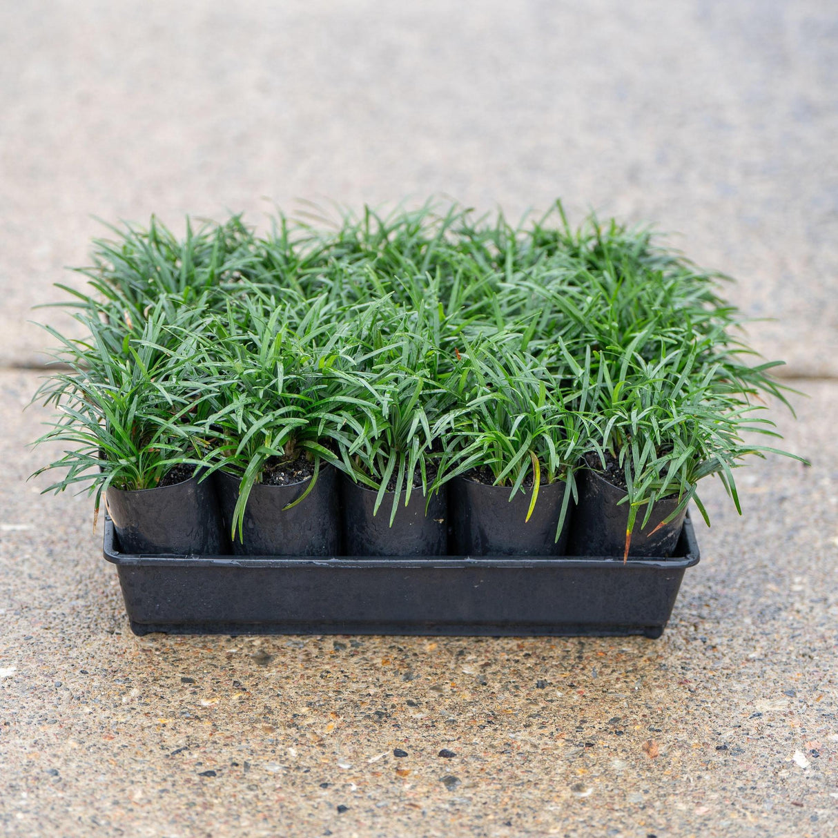 Dwarf Mondo Grass - Ophiopogon japonicus 'Nana'-Evergreen,Ground Cover,Low Water,Ornamental,Outdoor,Partial Shade,Screening,Slow Growing-Nursery Near Me