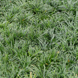 Dwarf Mondo Grass - Ophiopogon japonicus 'Nana'-Evergreen,Ground Cover,Low Water,Ornamental,Outdoor,Partial Shade,Screening,Slow Growing-Nursery Near Me