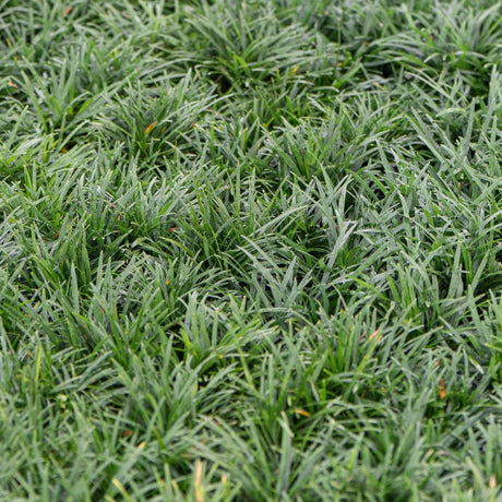 Dwarf Mondo Grass - Ophiopogon japonicus 'Nana'-Evergreen,Ground Cover,Low Water,Ornamental,Outdoor,Partial Shade,Screening,Slow Growing-Nursery Near Me