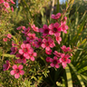 Dwarf Red Tea Tree