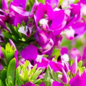 Dwarf Sweet Pea Shrub