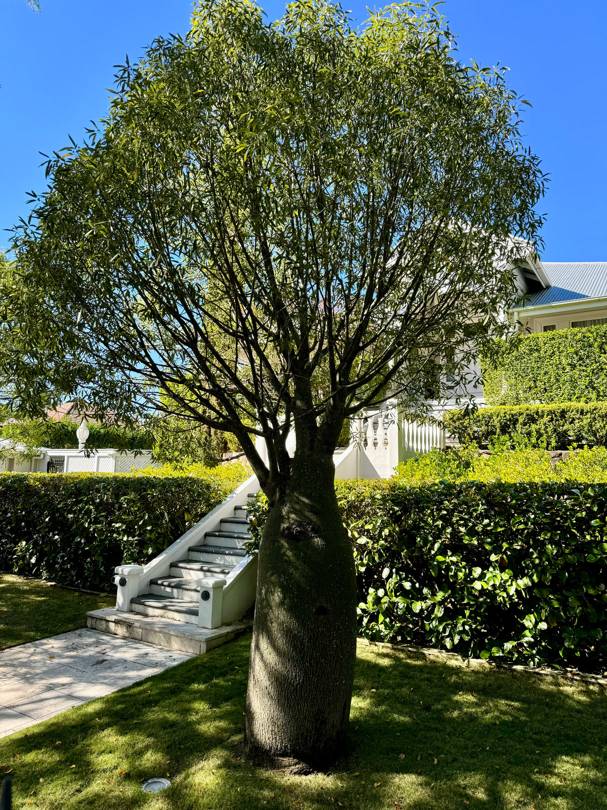 Queensland Bottle Tree - Brachychiton rupestris - Brisbane Plant Nursery