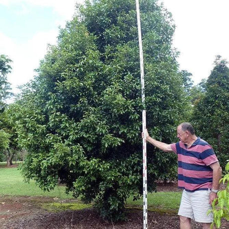 A man in a striped shirt measures a tall, leafy ELATTOSTACHYS xylocarpa (White Tamarind) - Ex Ground with a long stick in a grassy, field-grown area.