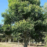 EMMENOSPERMA alphitonioides (Yellow Ash)