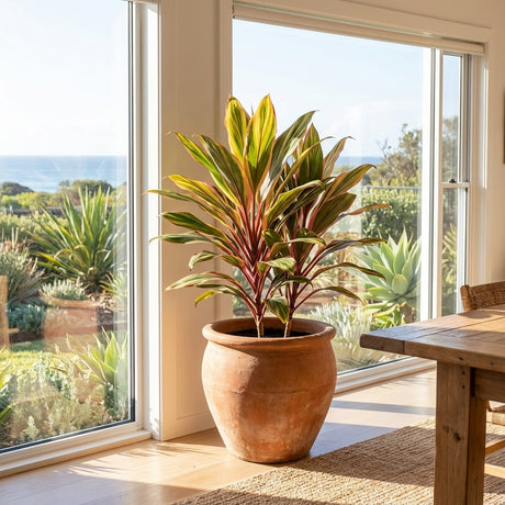 The Early Morning Diamond Cordyline (Cordyline fruticosa 'Early Morning Diamond') displays its variegated foliage by a sunny window, with vibrant leaves standing out against a backdrop of greenery and ocean views.
