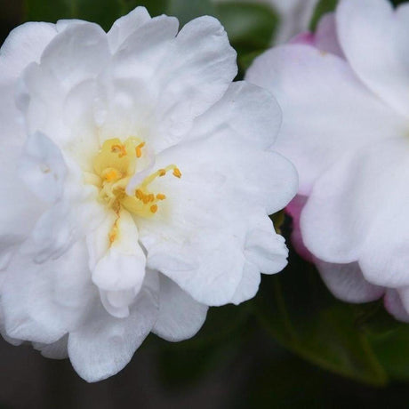 Ecclesfield Camellia - Camellia japonica 'Ecclesfield'-Evergreen,Flowering,Moderate Water,Ornamental,Outdoor,Partial Shade,Slow Growing-Nursery Near Me