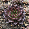 Echeveria ‘Black Prince’