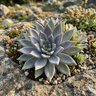 Echeveria ‘Metallica’