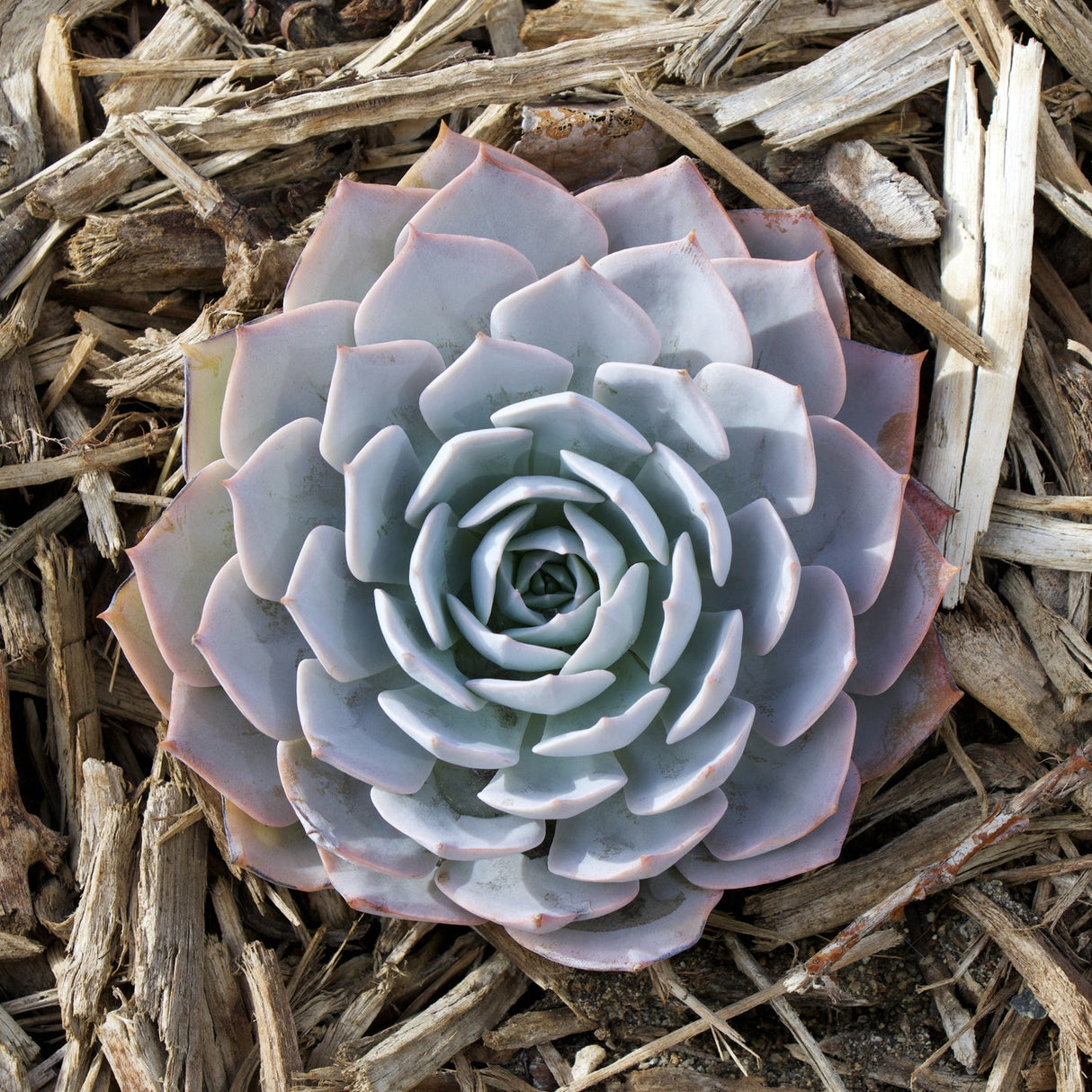 A top view of Echeveria ‘Violet Queen’ – Succulent, a drought-tolerant pale green plant with layered leaves, growing among dried wood mulch.