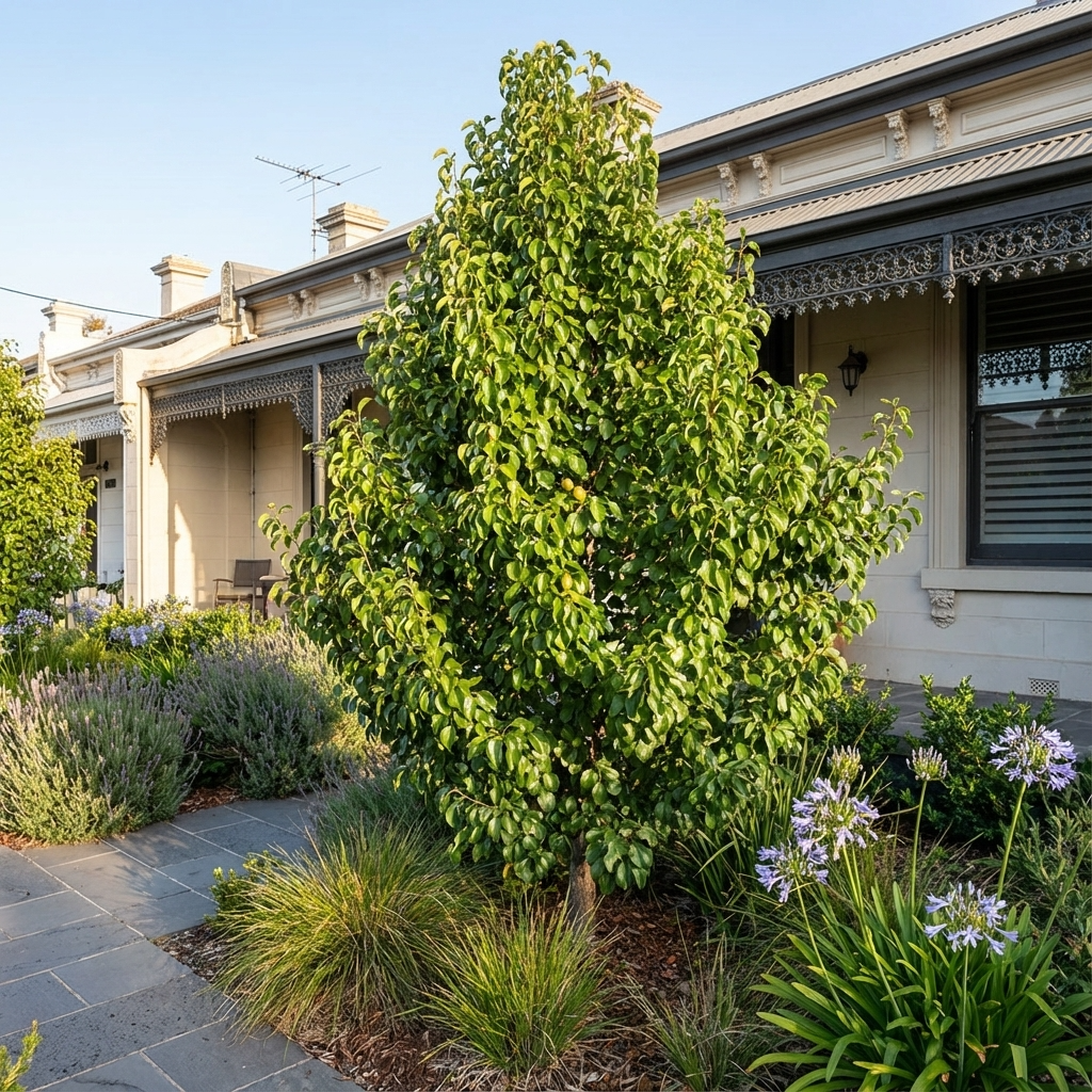 The Edgewood Ornamental Pear (Pyrus x ‘Edgewood’) is a small leafy tree, perfect for gardens with grass and flowers, and looks stunning when placed in front of a beige Victorian-style house.