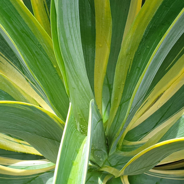 El Miradores Gold Agave - Agave 'El Miradores Gold'-Evergreen,Full Sun,Low Water,Ornamental,Outdoor,Slow Growing,Succulent-Nursery Near Me