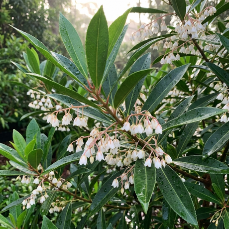 Elaeocarpus ‘Green Dream’ is a compact evergreen shrub with clusters of small, white, bell-shaped flowers and glossy wet leaves, ideal as a screening hedge in gardens.