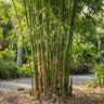 Elatus Bamboo