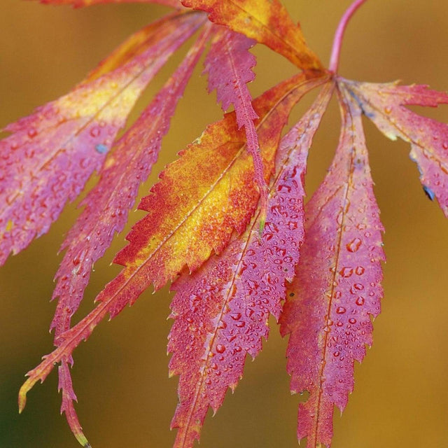 Elegans Japanese Maple - Acer palmatum 'Elegans'-Deciduous,Moderate Water,Ornamental,Outdoor,Partial Shade,Slow Growing,Tree-Nursery Near Me