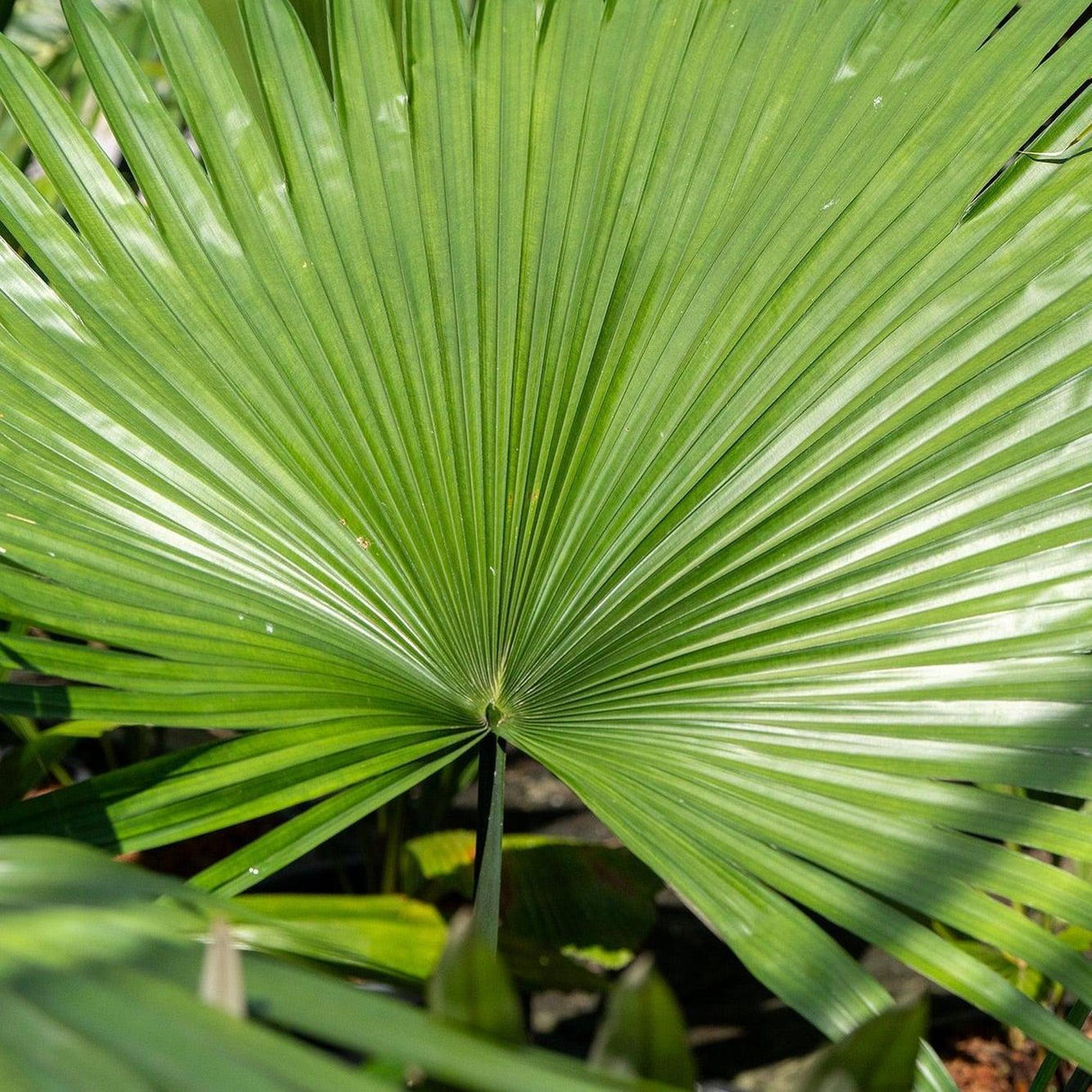 Elegant Fan Palm - Licuala elegans-Evergreen,High Water,Outdoor,Palm,Partial Shade,Slow Growing,Tropical-Nursery Near Me