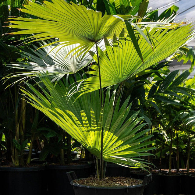 Elegant Fan Palm - Licuala elegans-Evergreen,High Water,Outdoor,Palm,Partial Shade,Slow Growing,Tropical-Nursery Near Me