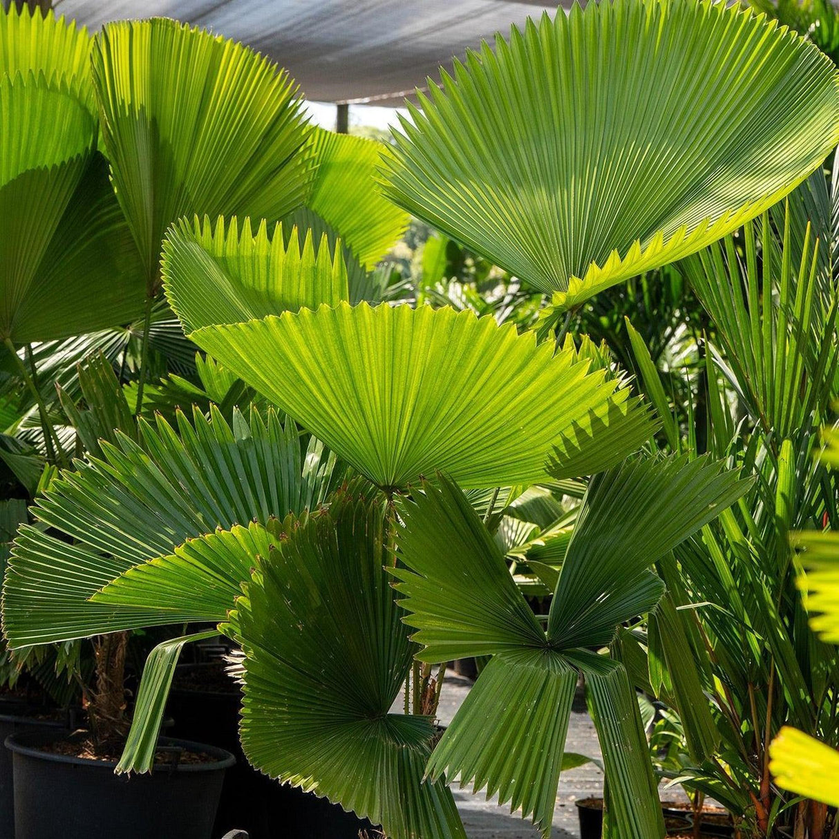 Large, round leaves of the Elegant Fan Palm – Licuala elegans – with pleated edges bask in outdoor sunlight, surrounded by green plants. This low-maintenance palm adds a tropical touch to any space.
