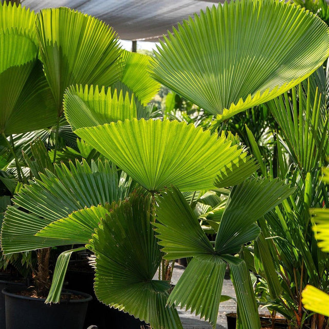 Large, round leaves of the Elegant Fan Palm – Licuala elegans – with pleated edges bask in outdoor sunlight, surrounded by green plants. This low-maintenance palm adds a tropical touch to any space.