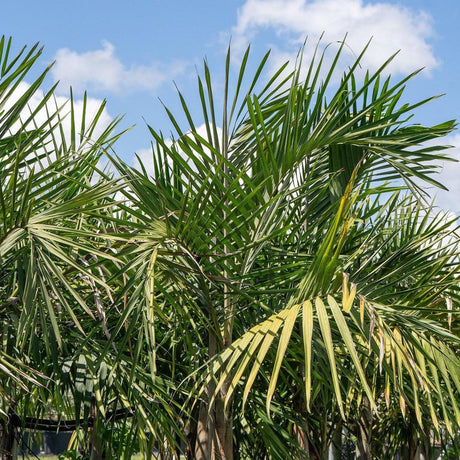 Elegant Palm - Cyphophoenix elegans-Evergreen,Moderate Water,Outdoor,Palm,Partial Shade,Slow Growing,Tropical-Nursery Near Me