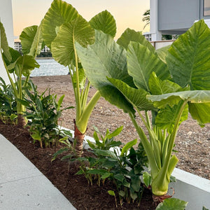 Elephants Ear Plant