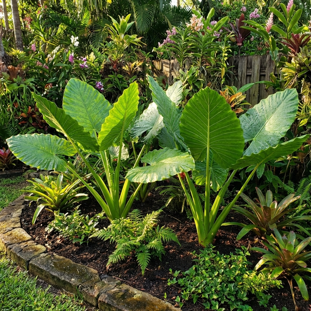 The Elephants Ear Plant - Alocasia brisbanensis features large green leaves and flourishes in tropical gardens, complementing vibrant foliage and colorful flowers.