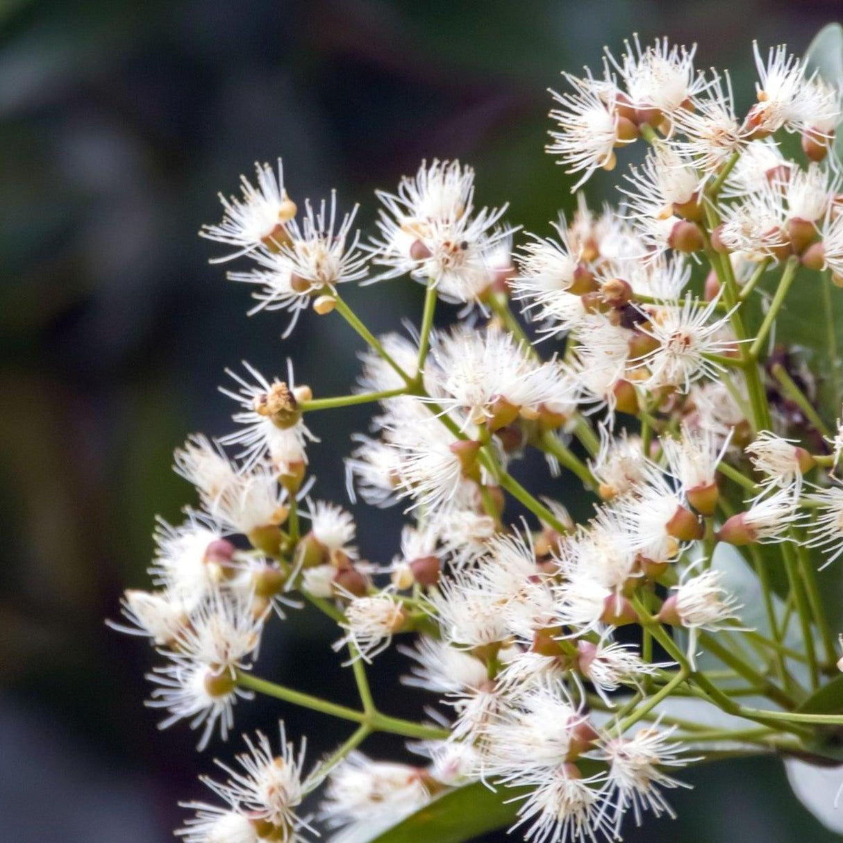 Small white, spiky eucalyptus-like flowers cluster on green stems amid blurred foliage—Elite Lilly Pilly (Syzygium australe 'Elite') is a standout psyllid-resistant, fast-growing hedge choice.