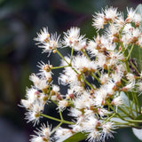 A cluster of small, white, spiky flowers on a leafy branch of the Syzygium australe Elite Lilly Pilly stands out against a dark, blurred background.-Nursery Near Me