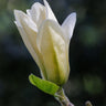 Elizabeth Magnolia