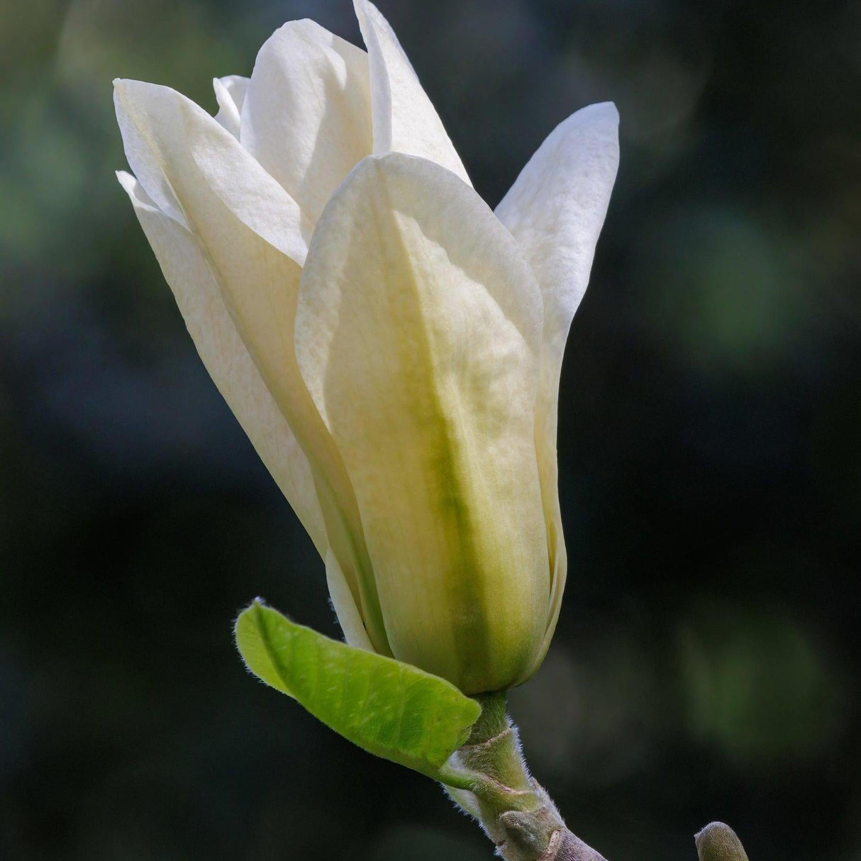 Elizabeth Magnolia - Magnolia 'Elizabeth'-Deciduous,Flowering,Full Sun,Moderate Growing,Moderate Water,Outdoor,Tree-Nursery Near Me