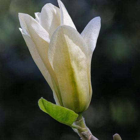 Elizabeth Magnolia - Magnolia 'Elizabeth'-Deciduous,Flowering,Full Sun,Moderate Growing,Moderate Water,Outdoor,Tree-Nursery Near Me