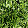 Emerald Cascade Lilyturf