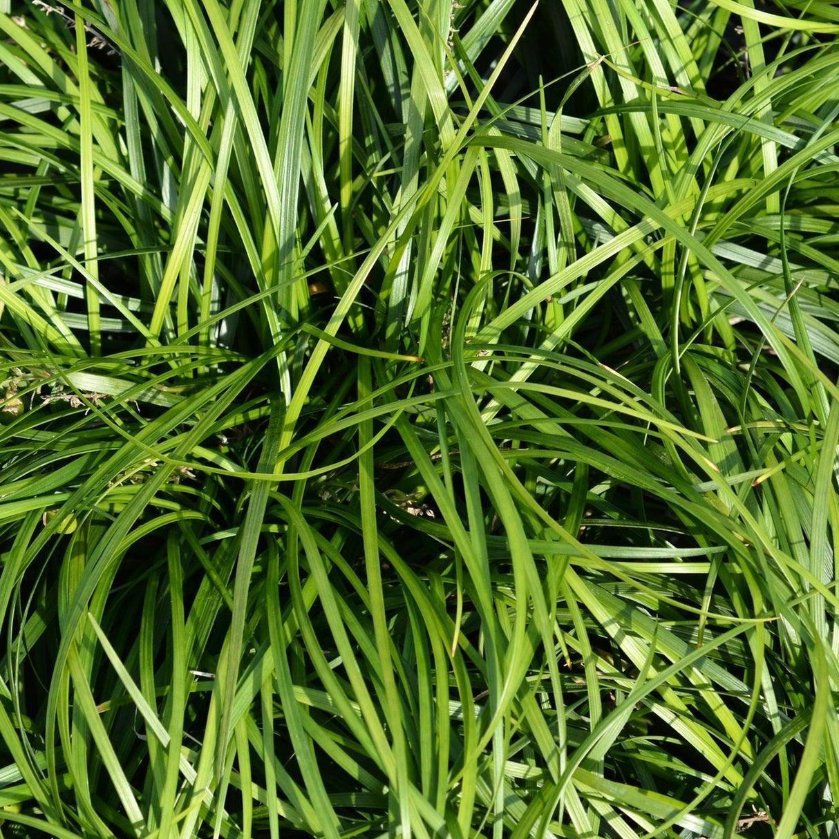 Emerald Cascade Lilyturf - Liriope muscari 'Emerald Cascade'-Evergreen,Grass,Moderate Growing,Moderate Water,Ornamental,Outdoor,Partial Shade-Nursery Near Me