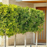 Emerald Fig