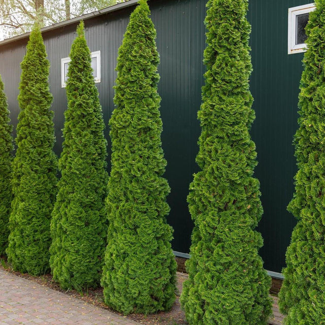 Emerald Green Arborvitae - Thuja occidentalis 'Smaragd'-Conifer,Evergreen,Fast Growing,Full Sun,Moderate Water,Outdoor,Screening-Nursery Near Me