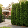 Emerald Green Arborvitae