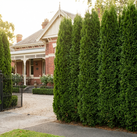 A row of Emerald Green Arborvitae (Thuja occidentalis 'Smaragd') creates a natural privacy screen, partially obscuring the view of a red brick house with a front porch.
