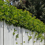 Emerald Lustre Viburnum - Viburnum odoratissimum 'Emerald Lustre'-Evergreen,Fast Growing,Moderate Water,Outdoor,Partial Shade,Screening,Shrub,Tropical-Nursery Near Me