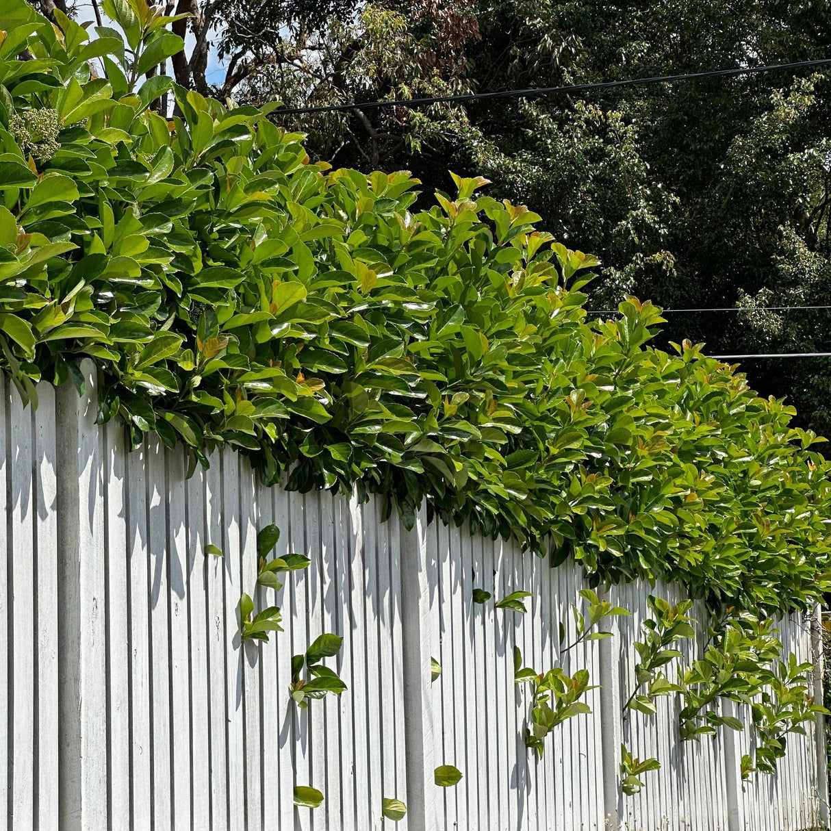 Emerald Lustre Viburnum - Viburnum odoratissimum 'Emerald Lustre' creates a dense, green privacy hedge as it grows over and through a white vertical wooden fence, with trees visible in the background.