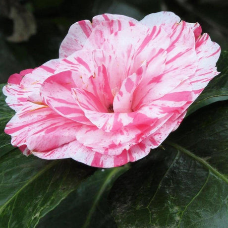 Emperor of Russia Variegated Camellia - Camellia japonica 'Emperor of Russia Variegated'-Evergreen,Flowering,Moderate Water,Ornamental,Outdoor,Partial Shade,Slow Growing-Nursery Near Me