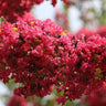 Enduring Summer Red Crepe Myrtle