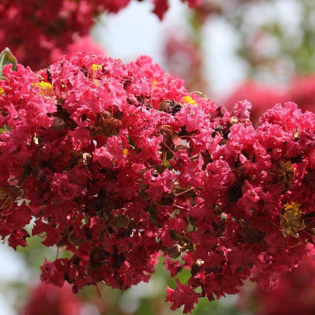 Enduring Summer Red Crepe Myrtle - Lagerstroemia 'Enduring Summer Red'-Deciduous,Flowering,Full Sun,Moderate Growing,Moderate Water,Outdoor,Tree-Nursery Near Me