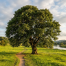 English Elm