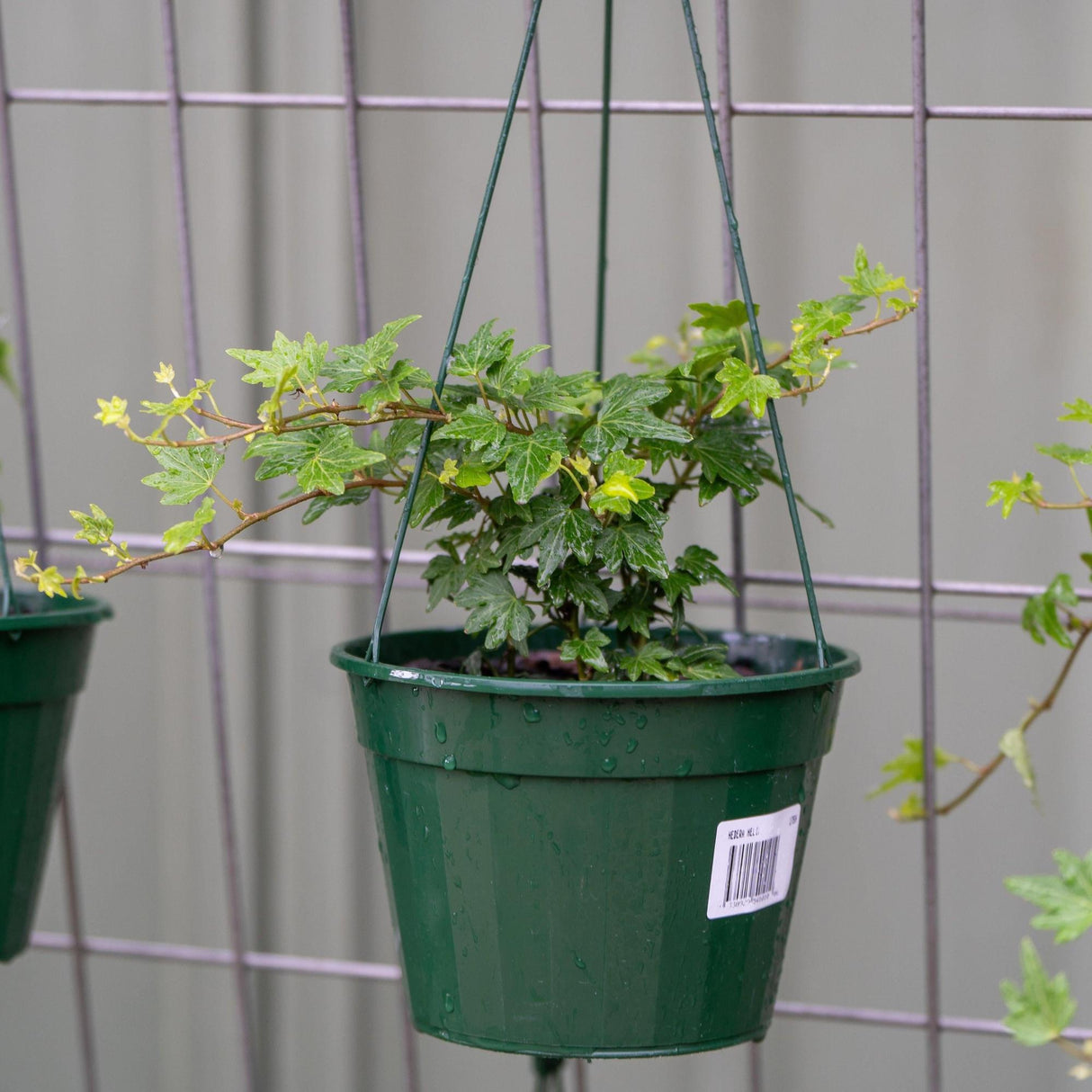 English Ivy - Hedera helix 'Green'-Climber,Evergreen,Moderate Water,Ornamental,Outdoor,Partial Shade,Slow Growing-Nursery Near Me