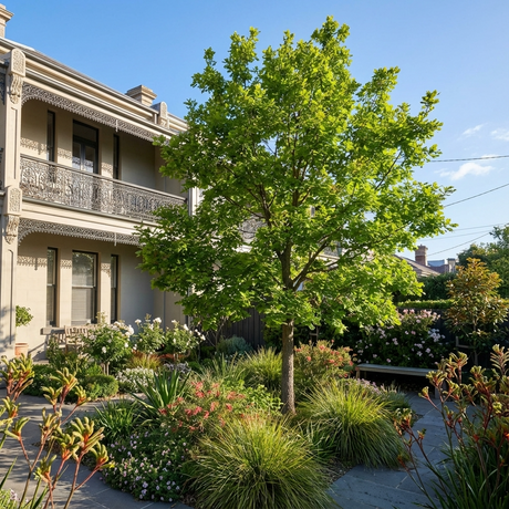 An English Oak (Quercus robur) brings vibrant greenery and classic beauty to the sunlit garden of a two-story Victorian-style home, enhancing its landscape appeal.