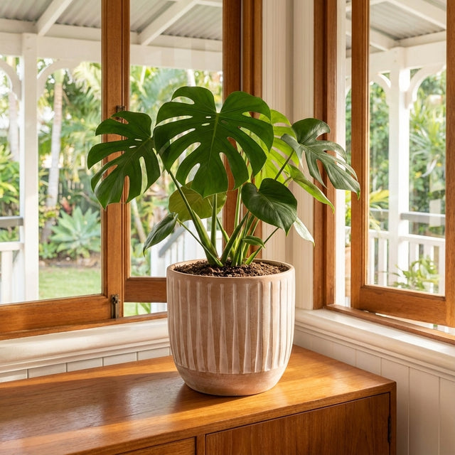 A monstera plant sits in the Enna Ceramic Indoor Pot (360mm x 360mm) on a wooden table by sunny windows overlooking a garden.
