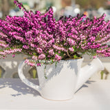 Erica ‘Darley Dale’ – Darleyensis heather blooms in pink and purple are displayed in a white watering can on a sunlit outdoor table.